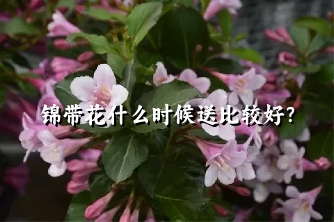 锦带花什么时候送比较好？