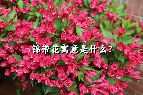 锦带花寓意是什么？