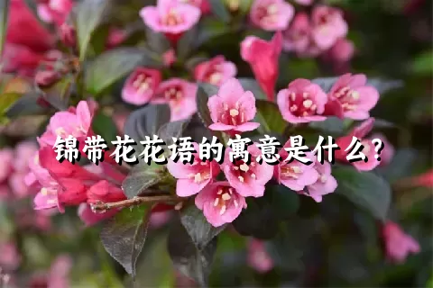 锦带花花语的寓意是什么？