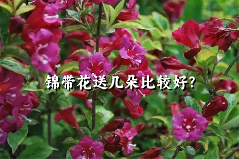 锦带花送几朵比较好？