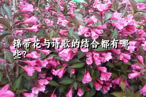 锦带花与诗歌的结合都有哪些？