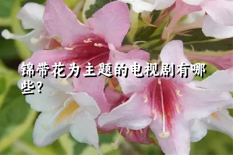 锦带花为主题的电视剧有哪些？