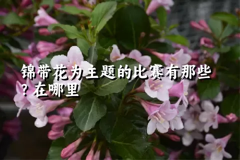 锦带花为主题的比赛有那些？在哪里