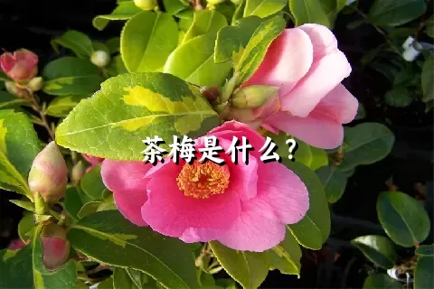 茶梅是什么？