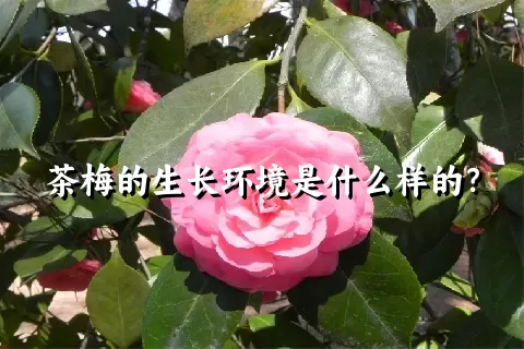 茶梅的生长环境是什么样的？