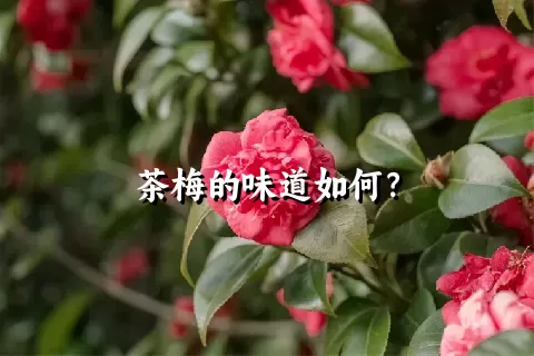 茶梅的味道如何？