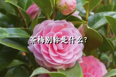 茶梅别称是什么？