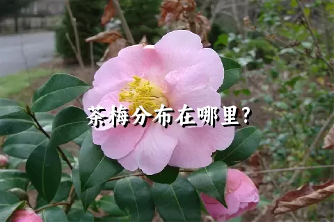 茶梅分布在哪里?