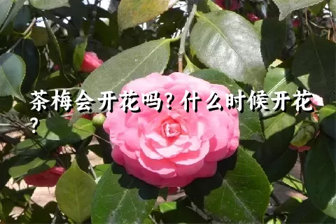 茶梅会开花吗？什么时候开花？