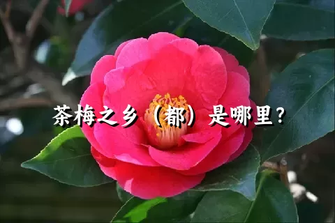 茶梅之乡（都）是哪里？