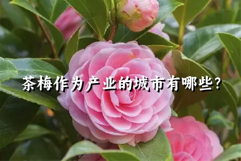 茶梅作为产业的城市有哪些？