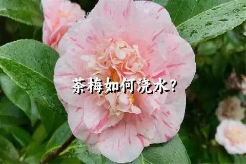 茶梅如何浇水？