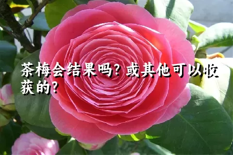 茶梅会结果吗？或其他可以收获的？