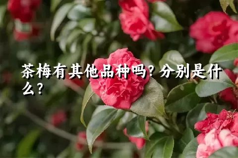 茶梅有其他品种吗？分别是什么？