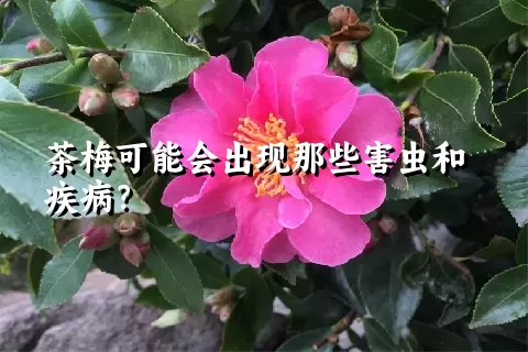 茶梅可能会出现那些害虫和疾病？