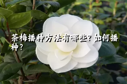 茶梅播种方法有哪些？如何播种？