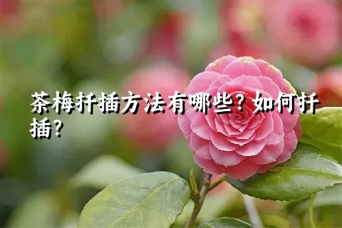 茶梅扦插方法有哪些？如何扦插？