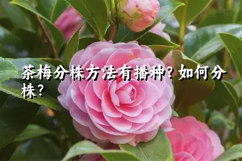 茶梅分株方法有播种？如何分株？