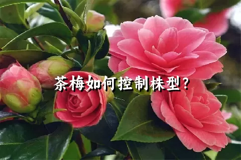 茶梅如何控制株型？