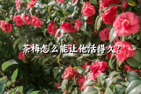 茶梅怎么能让他活得久？