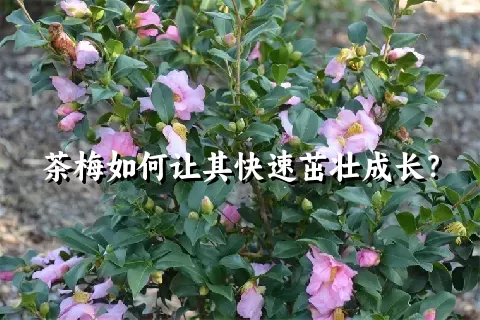 茶梅如何让其快速茁壮成长？