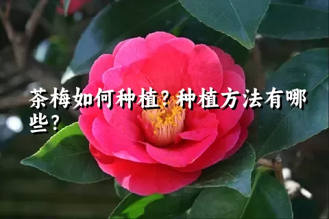 茶梅如何种植？种植方法有哪些？