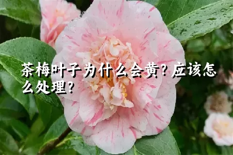 茶梅叶子为什么会黄？应该怎么处理？