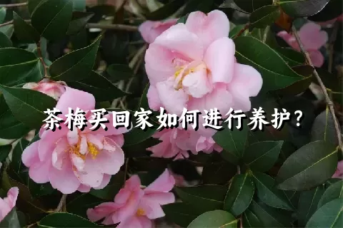 茶梅买回家如何进行养护？