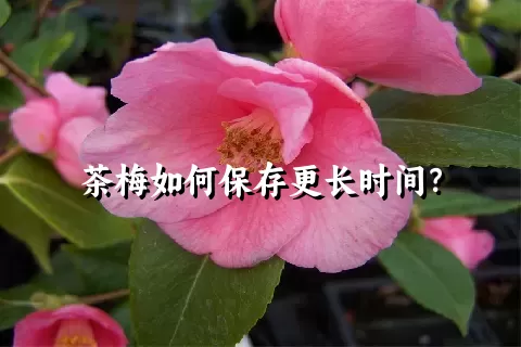 茶梅如何保存更长时间？