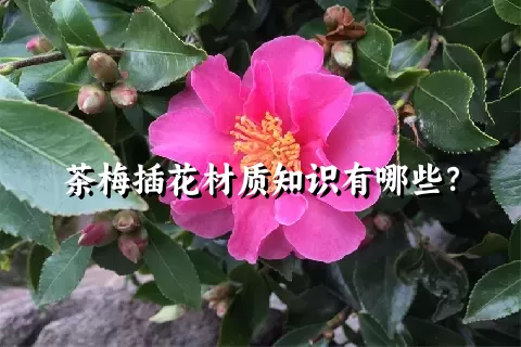 茶梅插花材质知识有哪些？