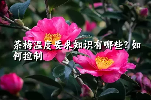 茶梅温度要求知识有哪些？如何控制