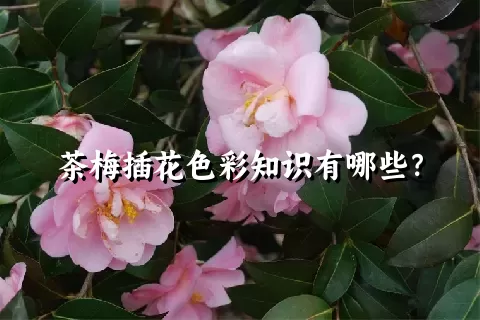 茶梅插花色彩知识有哪些？