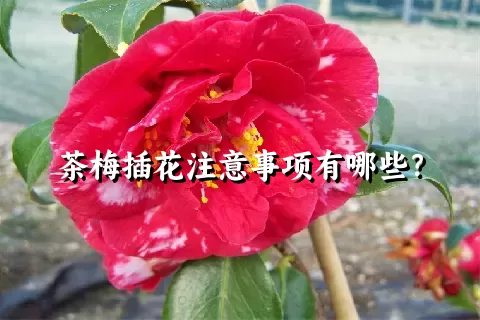 茶梅插花注意事项有哪些？