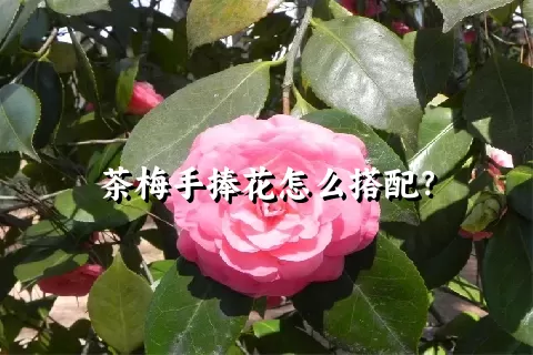 茶梅手捧花怎么搭配？