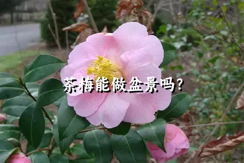 茶梅能做盆景吗？