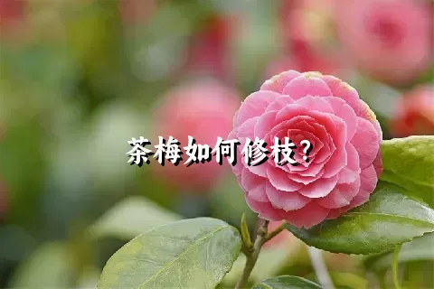 茶梅如何修枝？