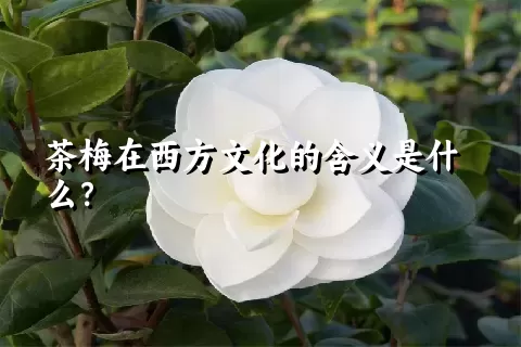 茶梅在西方文化的含义是什么？