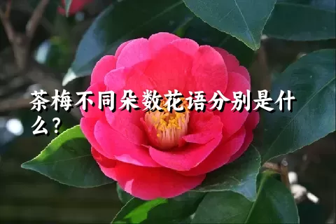 茶梅不同朵数花语分别是什么？