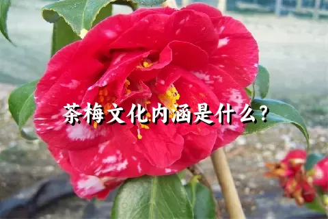 茶梅文化内涵是什么？