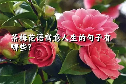 茶梅花语寓意人生的句子有哪些？