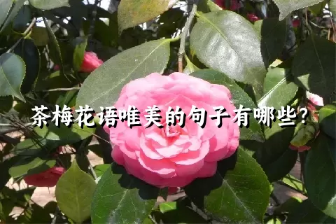 茶梅花语唯美的句子有哪些？