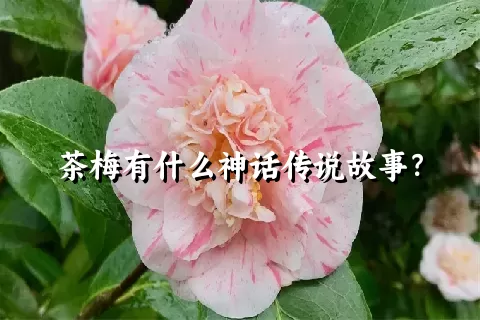 茶梅有什么神话传说故事？