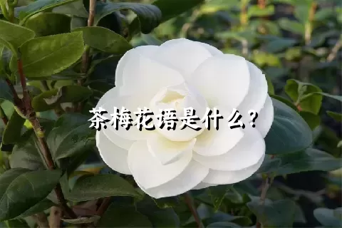 茶梅花语是什么？