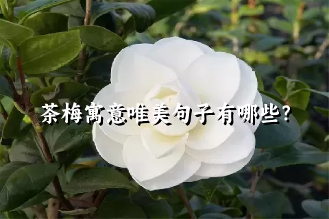 茶梅寓意唯美句子有哪些？