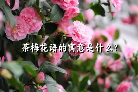 茶梅花语的寓意是什么？