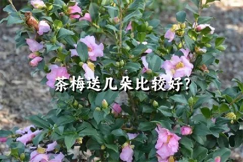 茶梅送几朵比较好？