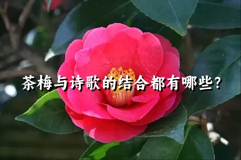 茶梅与诗歌的结合都有哪些？