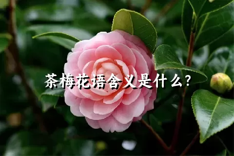 茶梅花语含义是什么？