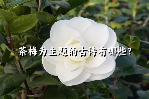 茶梅为主题的古诗有哪些？