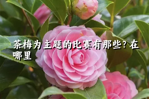 茶梅为主题的比赛有那些？在哪里